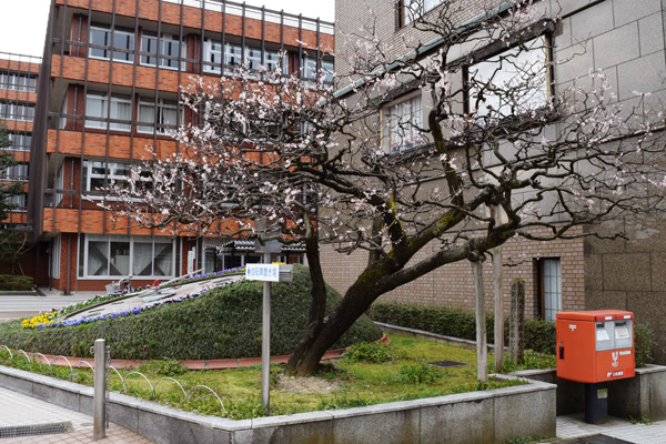 市役所前の桜